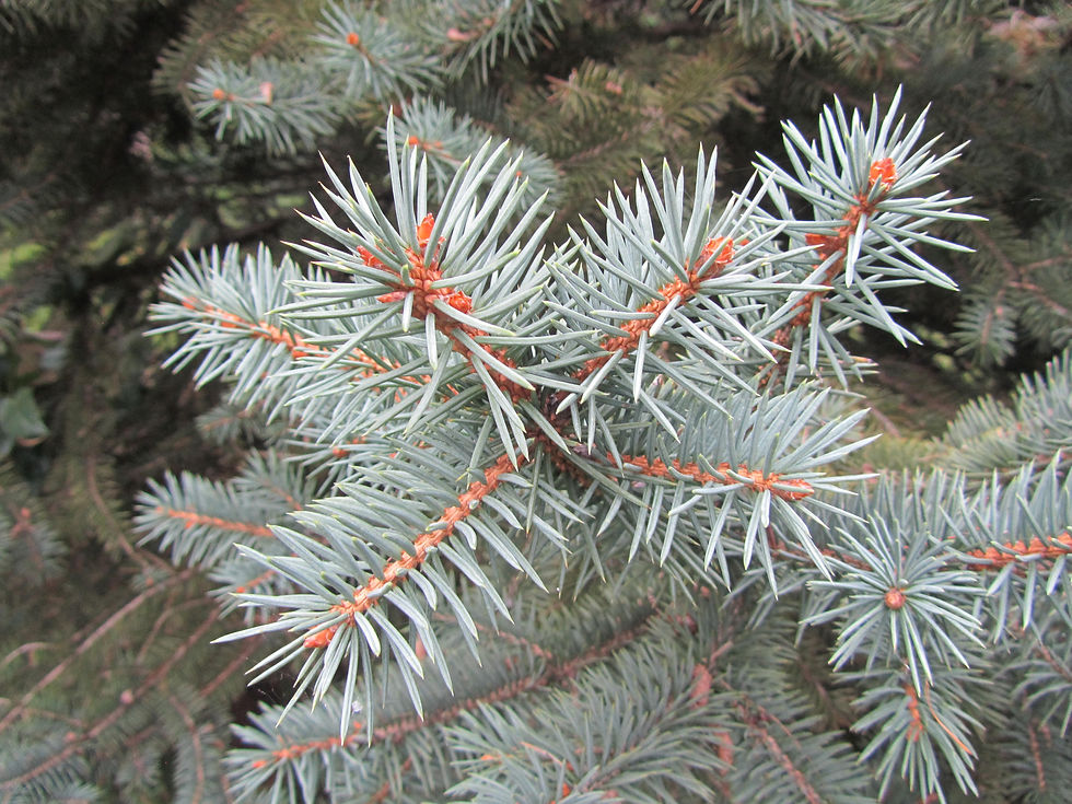 Picea chihuahuana