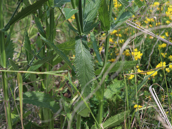 IMG_2203 (Populus tremuloides).jpg