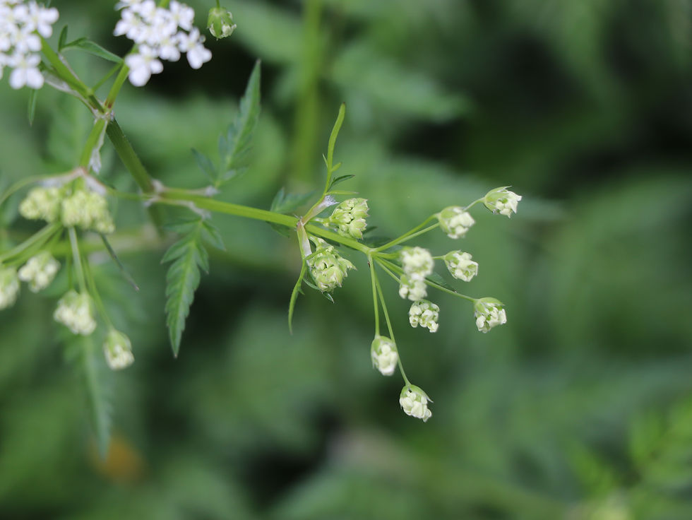 Anthriscus sylvestris