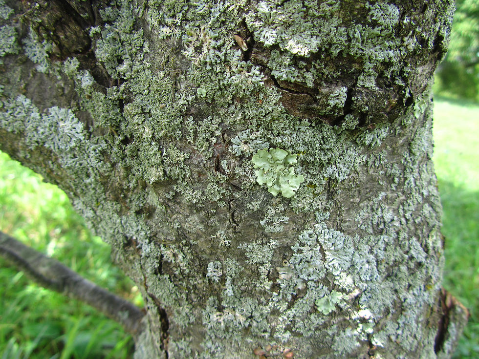 Aria devoniensis
