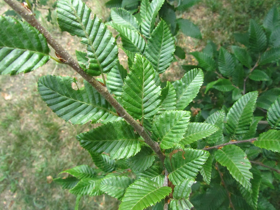 Carpinus orientalis