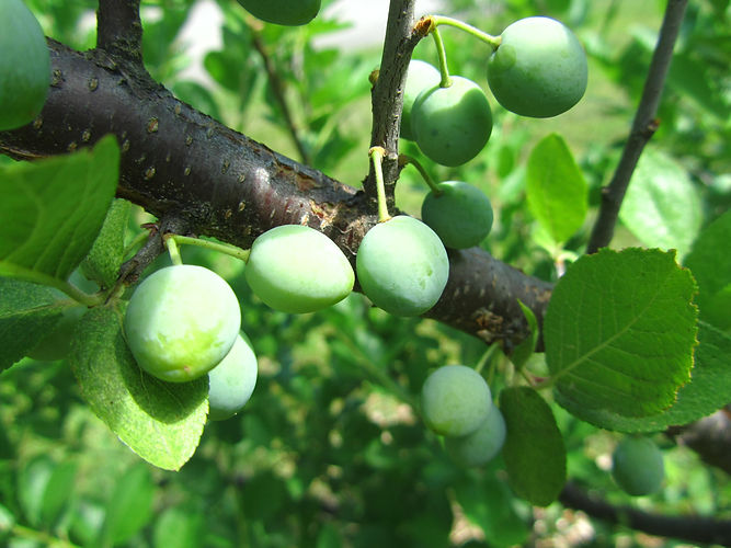 IMG_2203 (Populus tremuloides).jpg