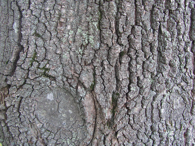 IMG_2203 (Populus tremuloides).jpg