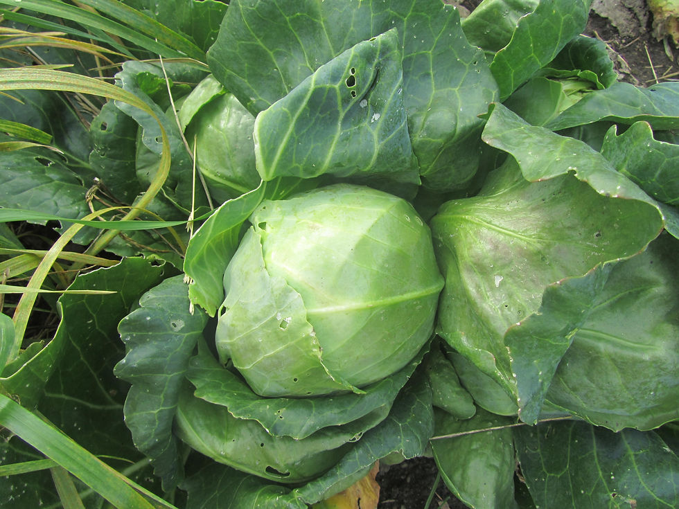 Brassica oleracea 'Grepala'