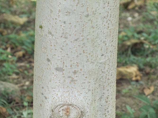 IMG_2203 (Populus tremuloides).jpg