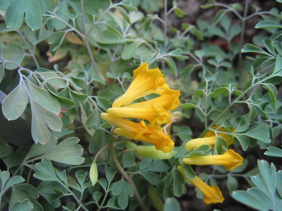 Pseudofumaria lutea