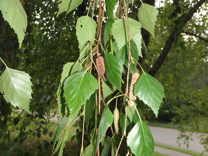 IMG_2203 (Populus tremuloides).jpg