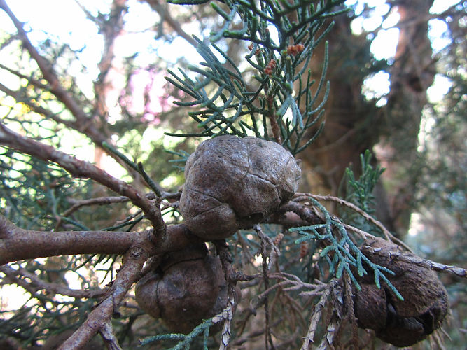 IMG_2203 (Populus tremuloides).jpg