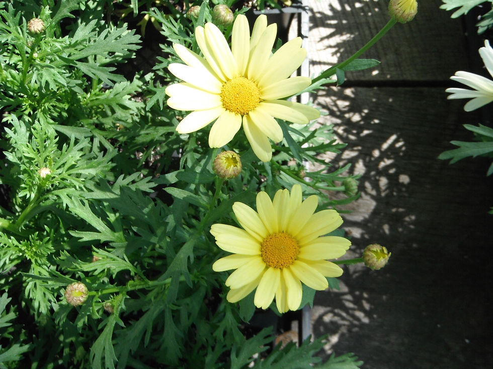 Argyranthemum frutescens
