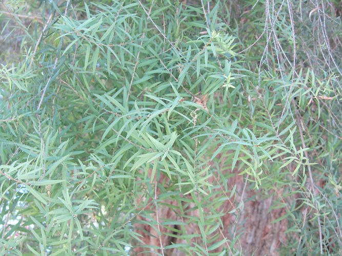 IMG_2203 (Populus tremuloides).jpg