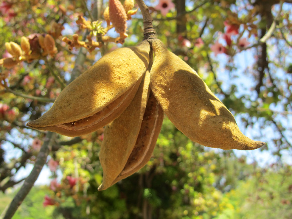 Brachychiton discolor