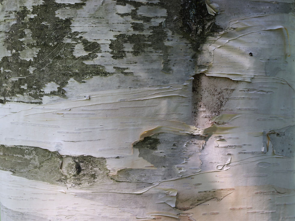Betula x dosmannii