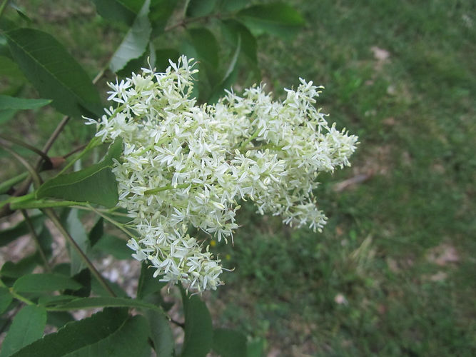 IMG_2203 (Populus tremuloides).jpg