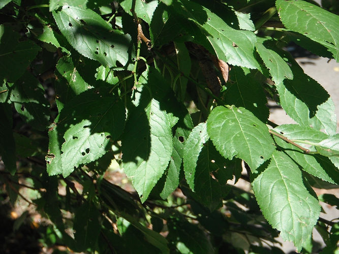 IMG_2203 (Populus tremuloides).jpg