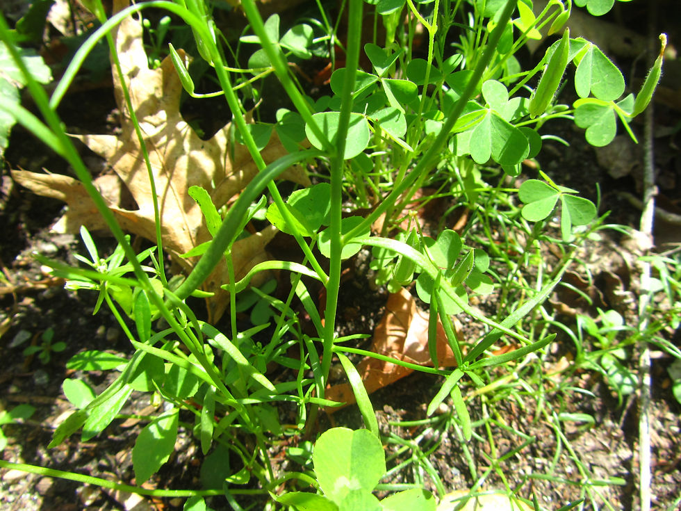 Nuttallanthus canadensis