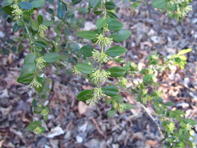 IMG_2203 (Populus tremuloides).jpg