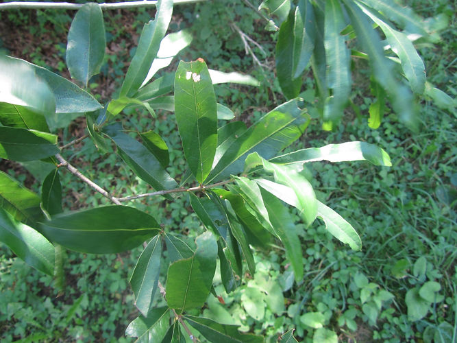IMG_2203 (Populus tremuloides).jpg