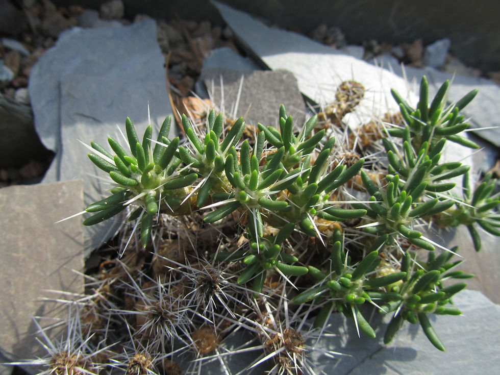 Maihuenia poeppigii
