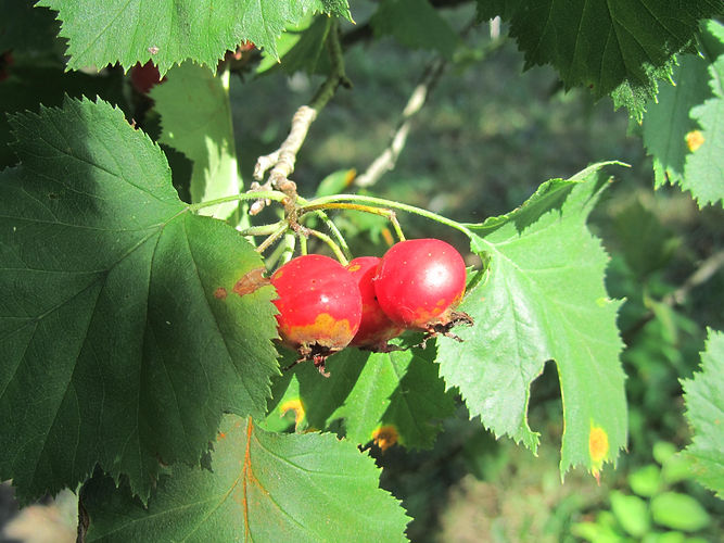 IMG_2203 (Populus tremuloides).jpg