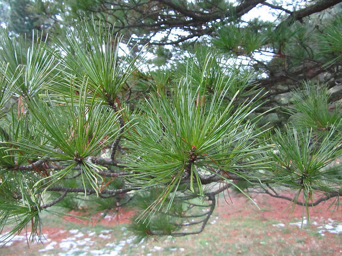 IMG_2203 (Populus tremuloides).jpg