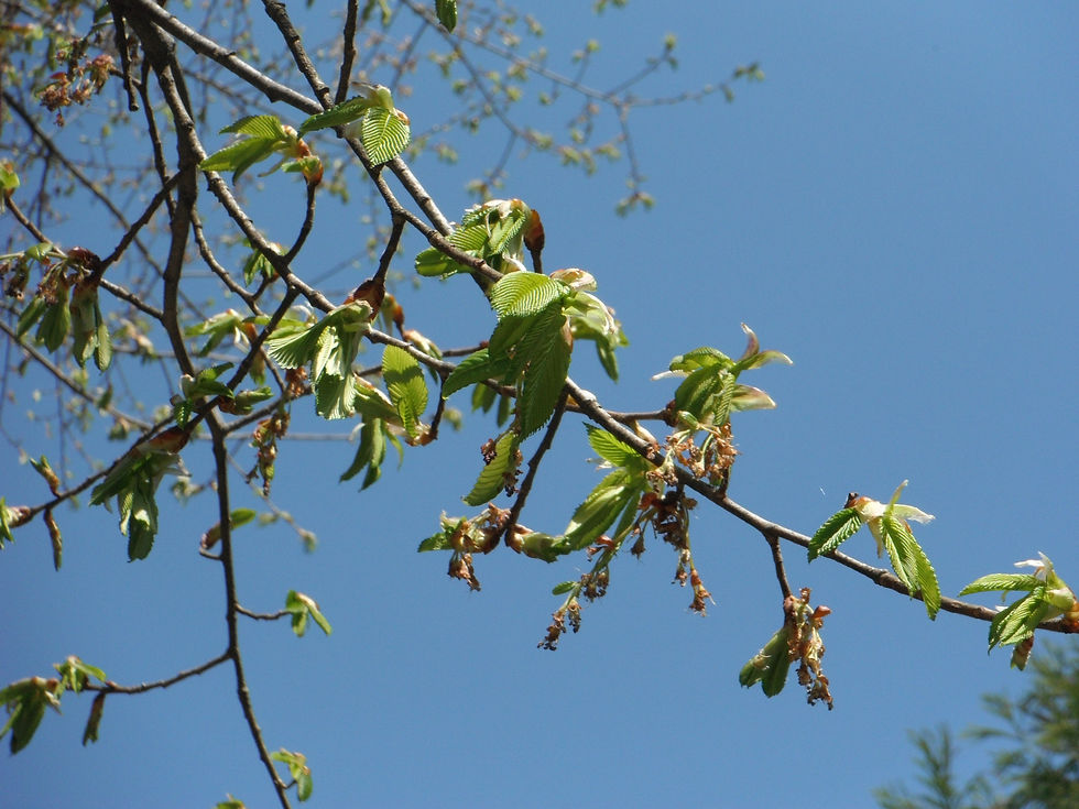 Ulmus thomasii