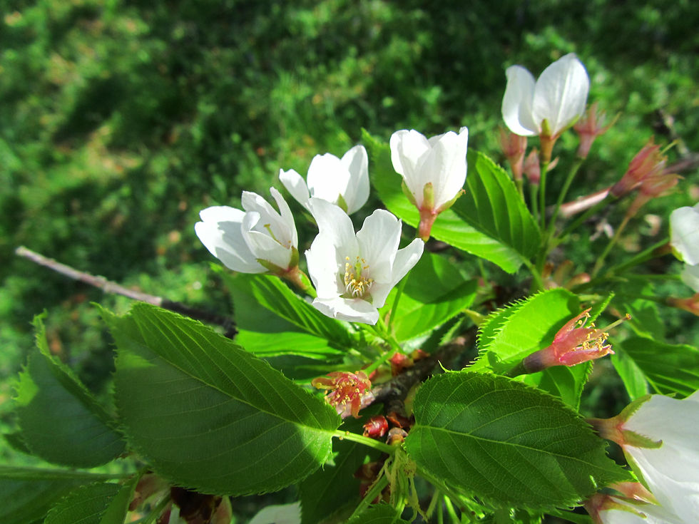 Prunus speciosa