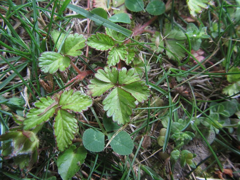 Potentilla indica