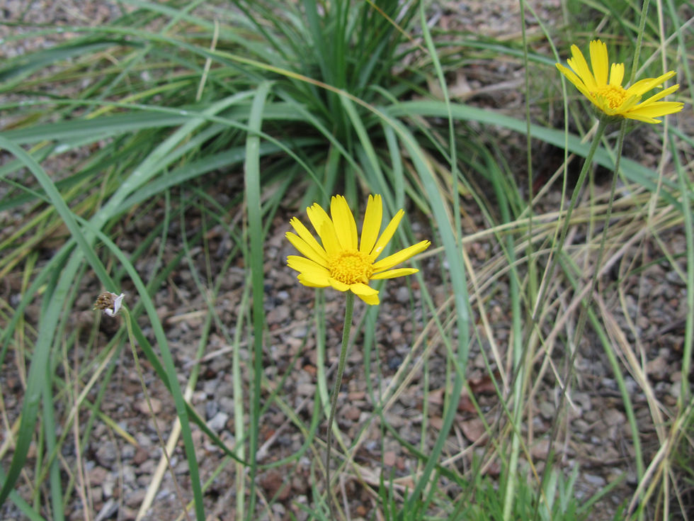 Tetraneuris acaulis