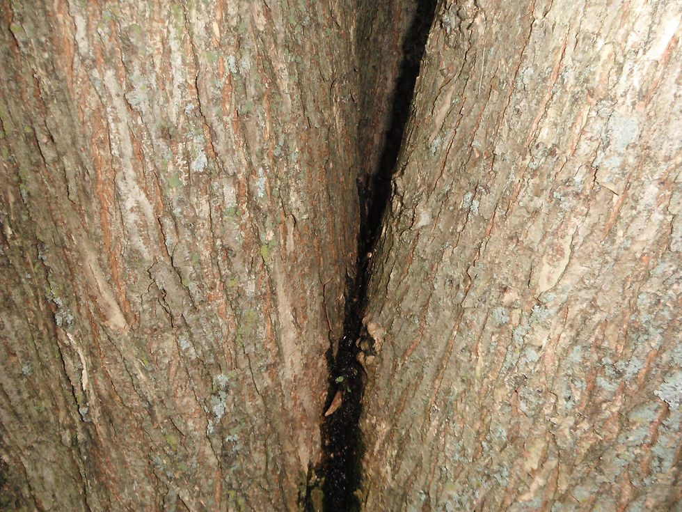 Prunus serotina