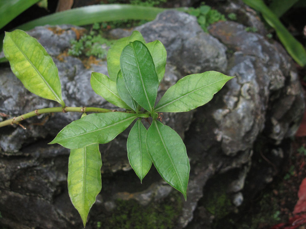 Allamanda schottii