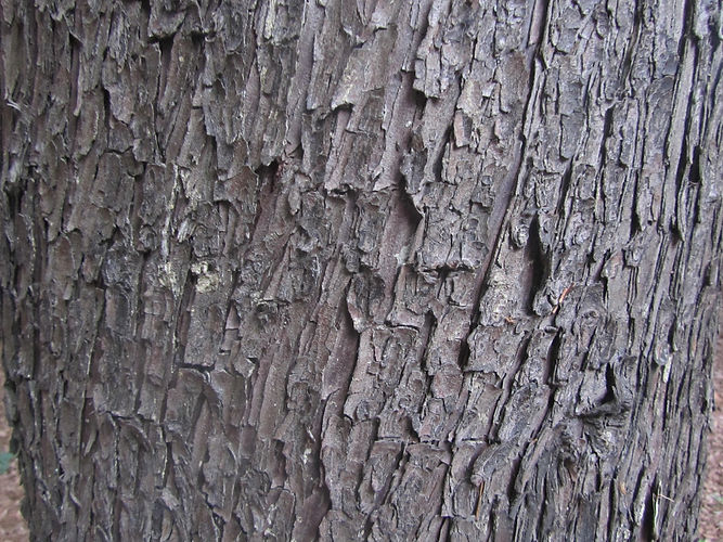 IMG_2203 (Populus tremuloides).jpg