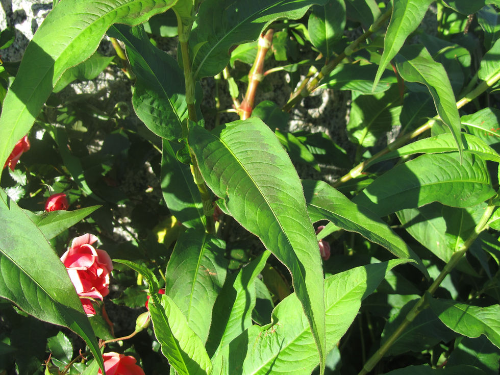 Persicaria extremiorientalis