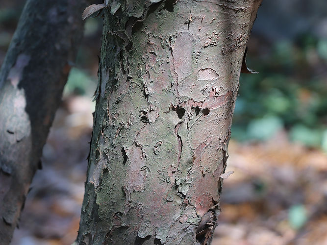 IMG_2203 (Populus tremuloides).jpg