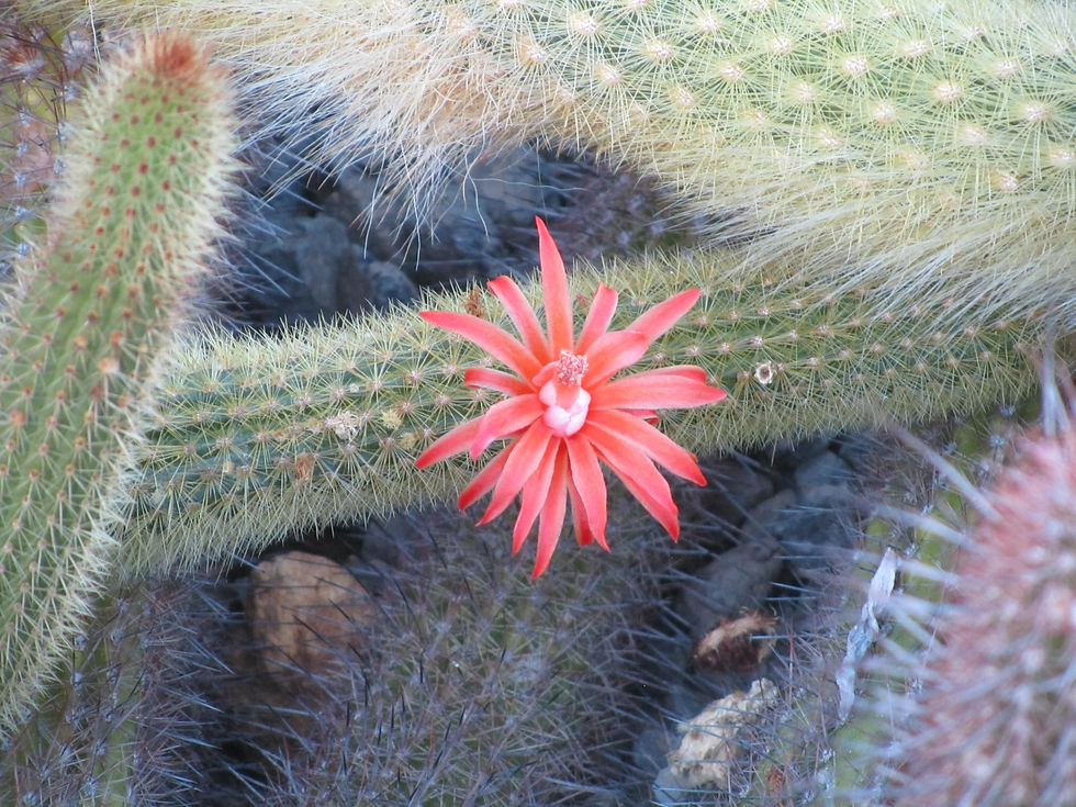 Borzicactus icosagonus