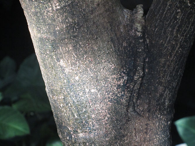 IMG_2203 (Populus tremuloides).jpg