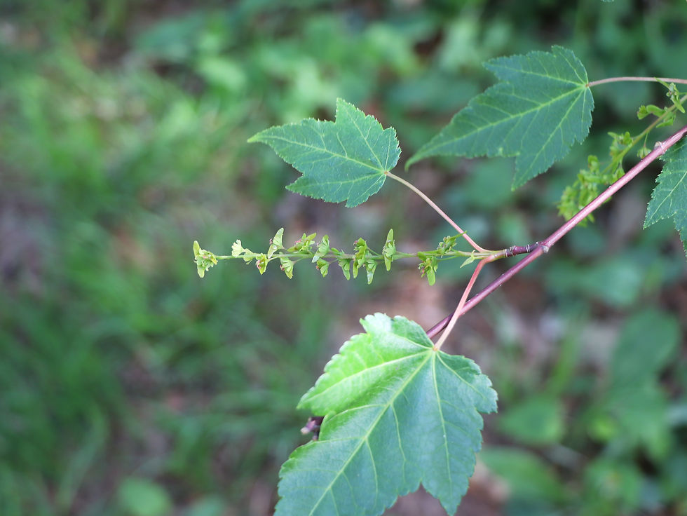 Acer davidii ssp. grosseri