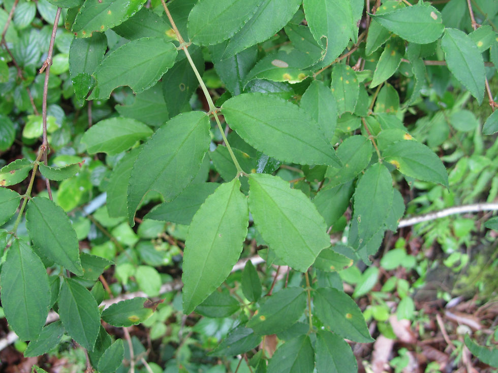 Deutzia gracilis