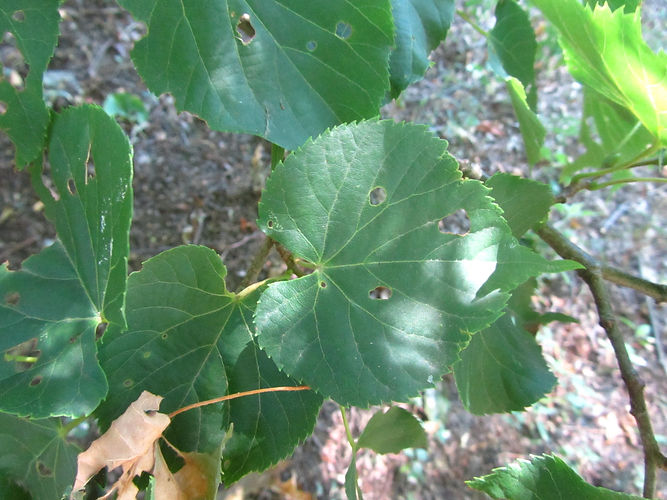 IMG_2203 (Populus tremuloides).jpg
