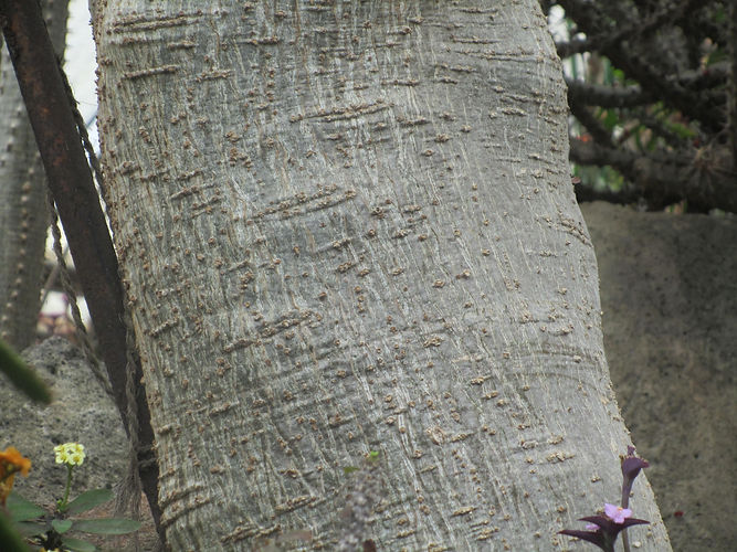 IMG_2203 (Populus tremuloides).jpg