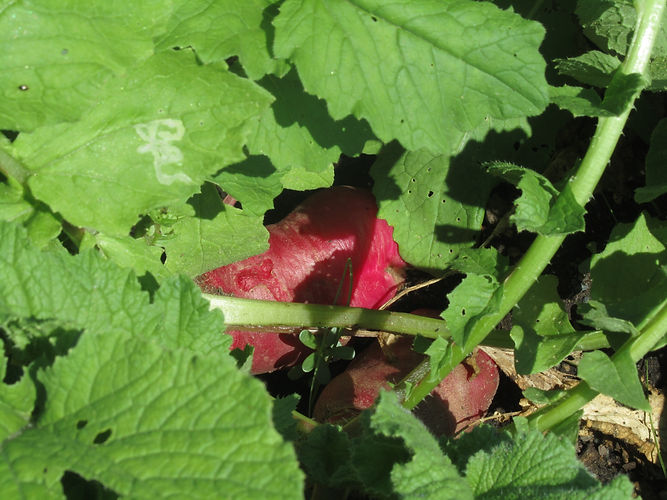 IMG_2203 (Populus tremuloides).jpg