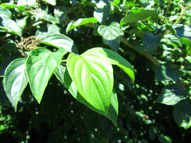 IMG_2203 (Populus tremuloides).jpg