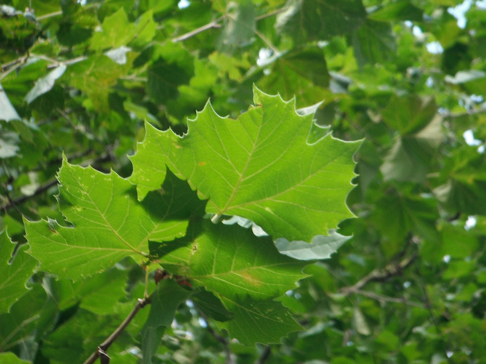 Platanus occidentalis