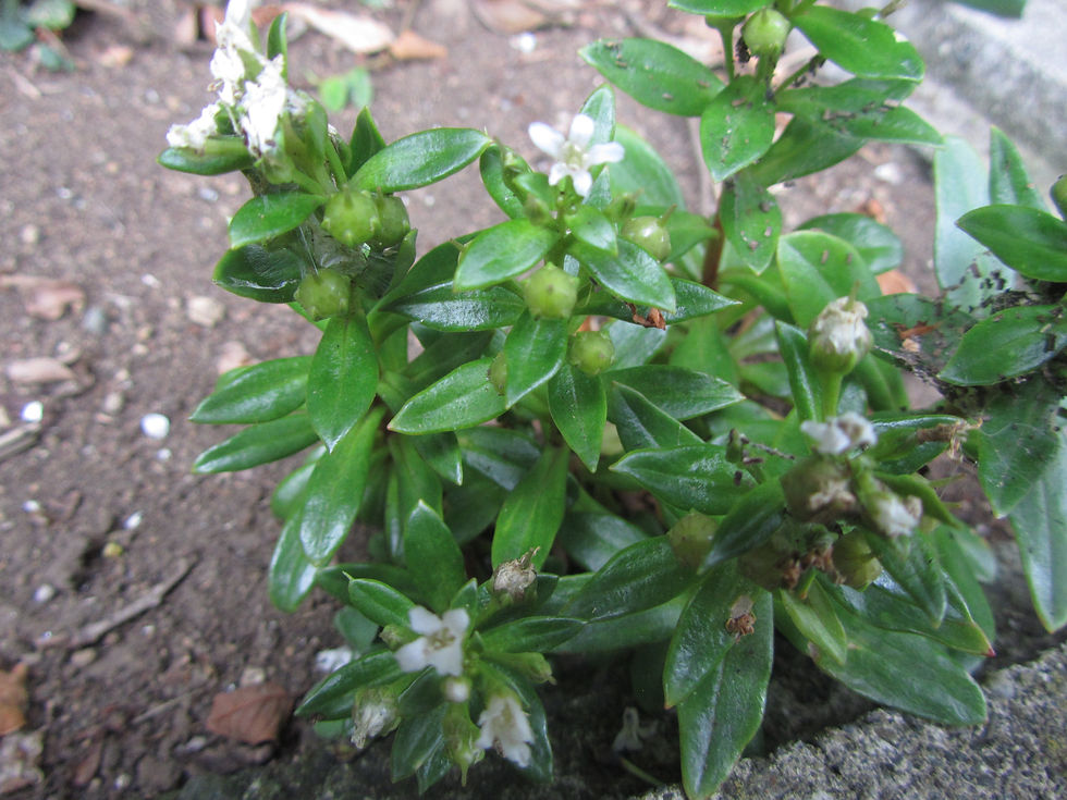 Lysimachia mauritiana