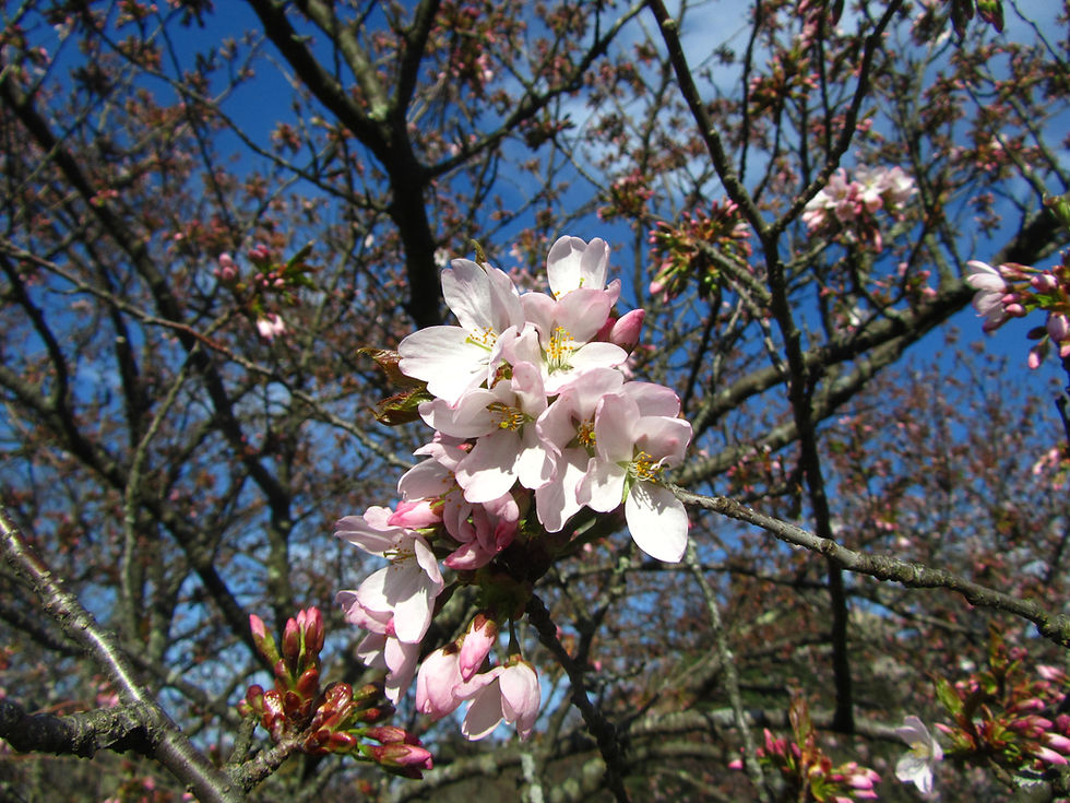 Prunus x juddii