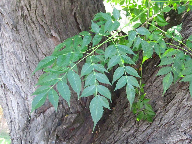 IMG_2203 (Populus tremuloides).jpg