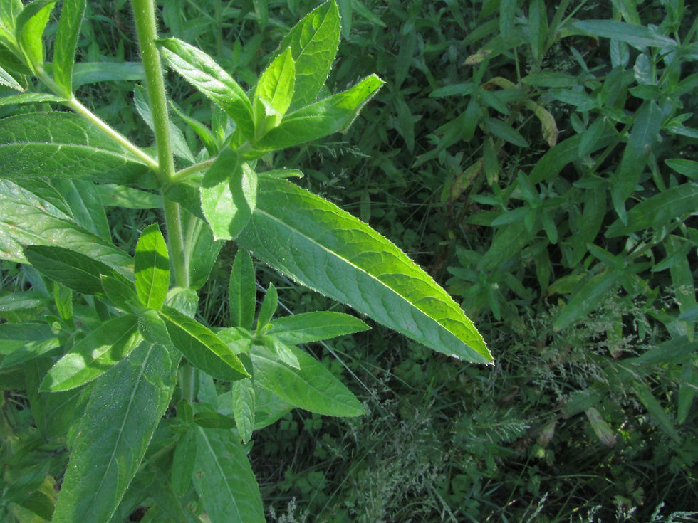 Epilobium hirsutum