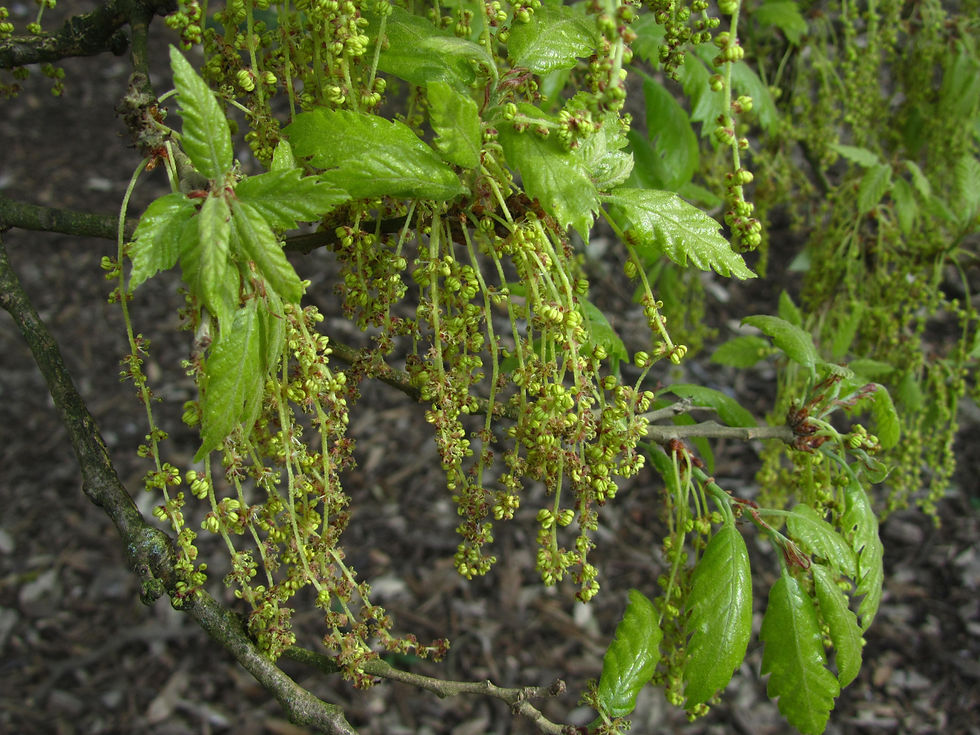 Quercus x hispanica 'Lucombeana'
