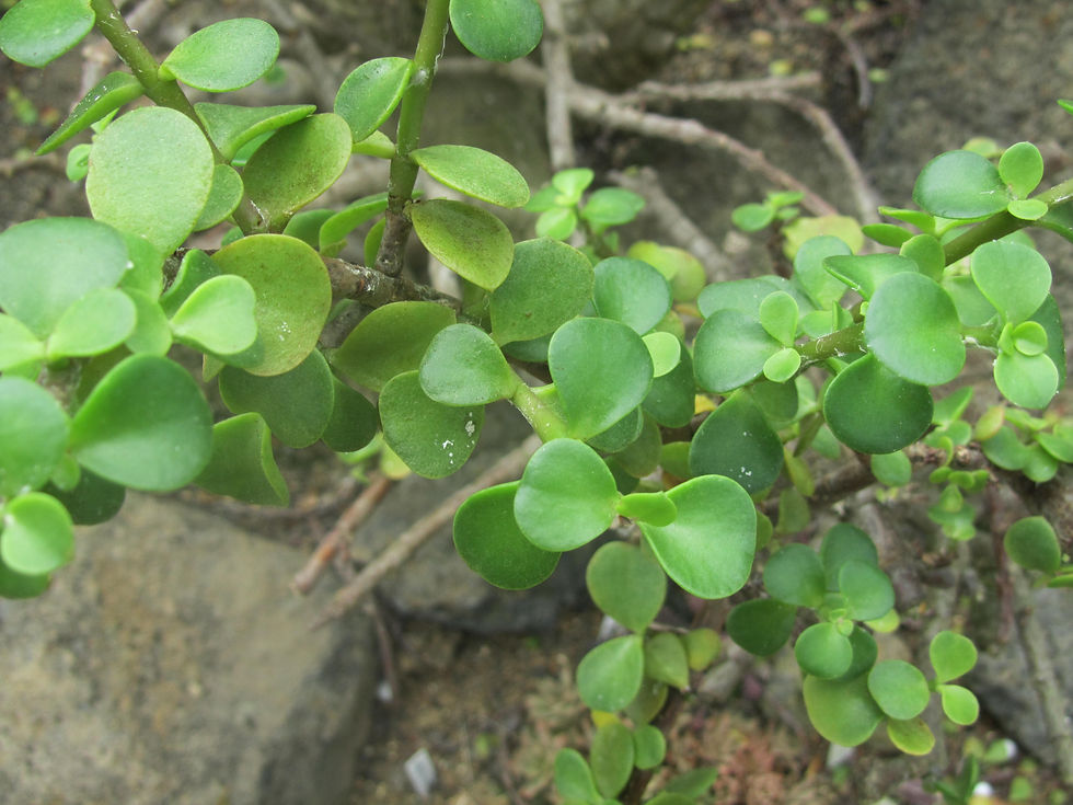 Portulacaria afra