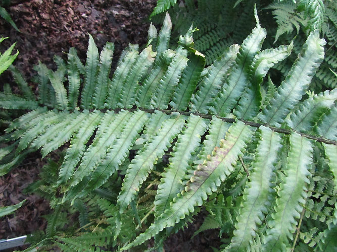 IMG_2203 (Populus tremuloides).jpg