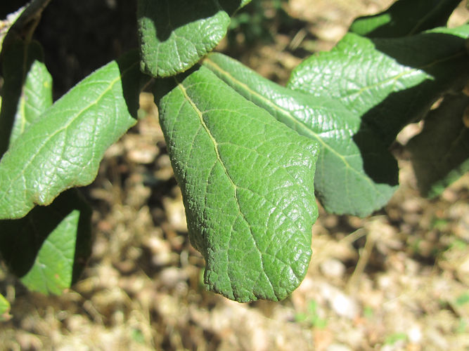 IMG_2203 (Populus tremuloides).jpg